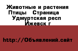 Животные и растения Птицы - Страница 2 . Удмуртская респ.,Ижевск г.